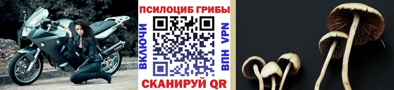 Псилоцибиновые грибы Psilocybine cubensis  Волгодонск 